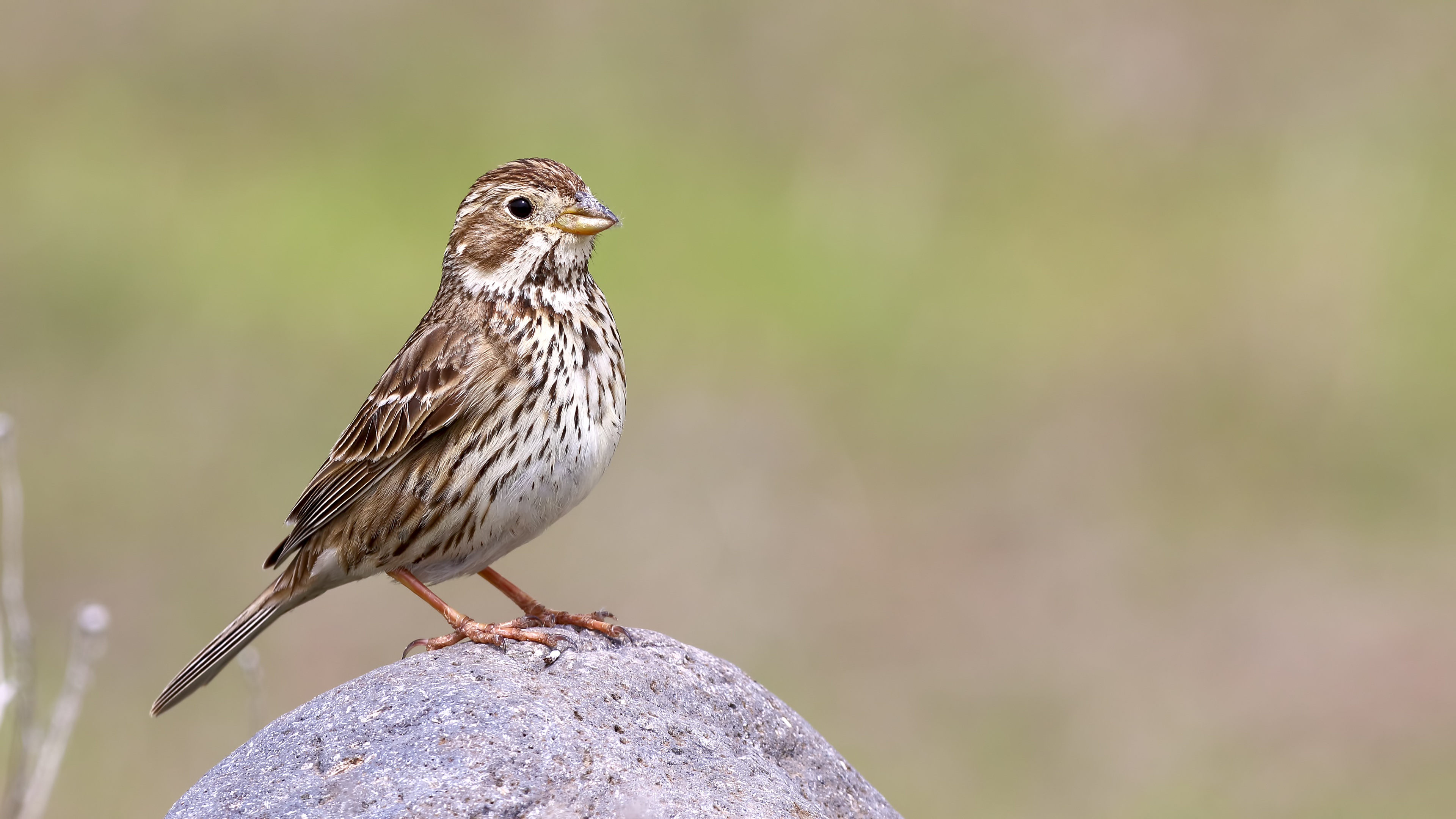 Corn Bunting